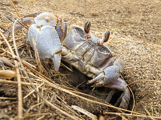 Image showing Land crab leaves its hole 