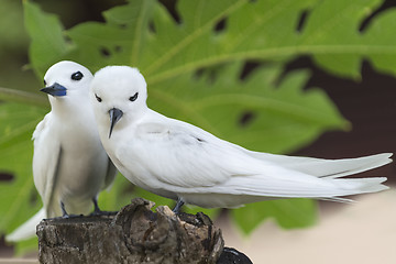 Image showing beak to beak