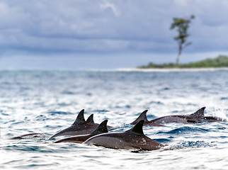 Image showing Spinner dolphins