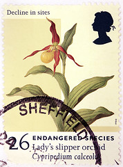 Image showing Orchid Stamp