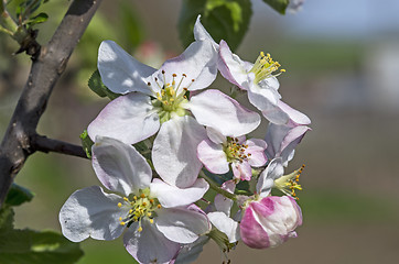 Image showing Flower of apple