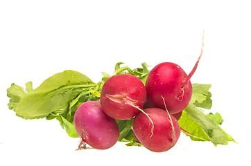 Image showing Bunch fresh radish