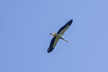 Image showing Flying stork