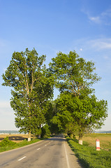 Image showing Road between poplars tree