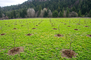 Image showing Young tree in apple orchard