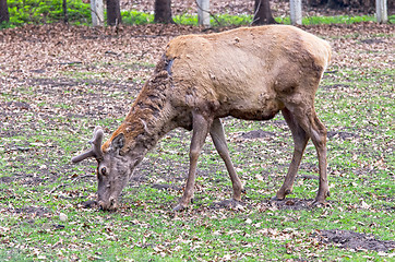 Image showing Deer grazing