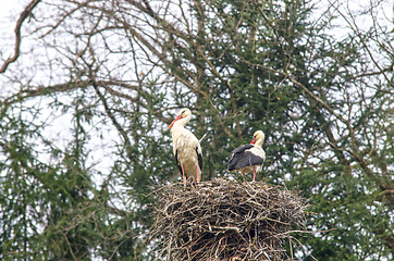 Image showing Stork family in nest