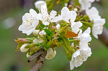 Image showing Cherry flower