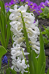 Image showing White hyacinth flowers