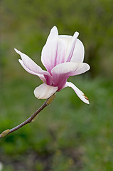 Image showing Pink magnolia