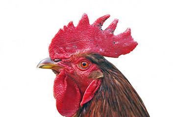 Image showing Cock