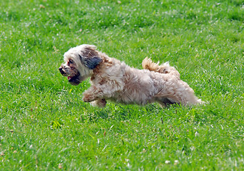 Image showing Cute bichon running