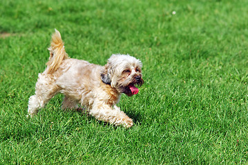 Image showing Cute bichon in nature