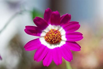 Image showing Pink flower