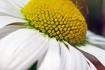 Image showing Close up image of a flower