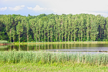 Image showing Reflecting forest