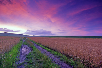 Image showing Field of wheat at sunset