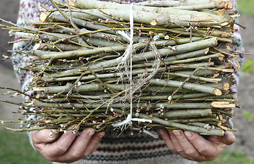 Image showing  Bunch of branches