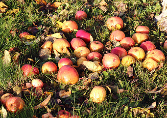 Image showing  Apples on the grass