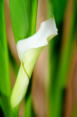 Image showing White Calla Lilly