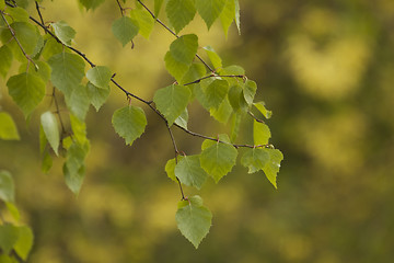 Image showing Birch leaf