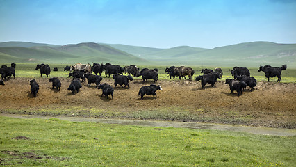 Image showing Tibetan Yaks in the grassland, china