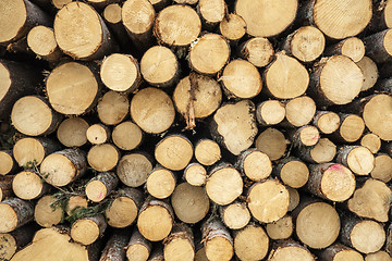 Image showing wood logs