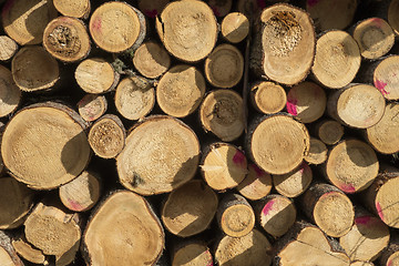 Image showing wood logs