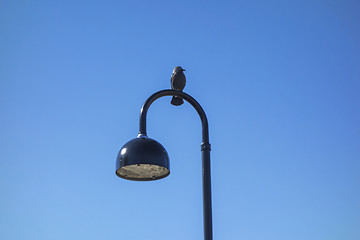 Image showing Bird and lamp