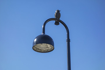 Image showing jackdaw and street light