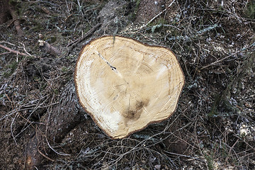 Image showing Cut Tree