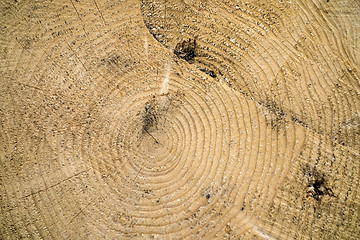 Image showing tree trunk