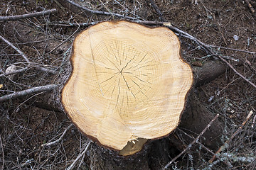 Image showing Tree stump