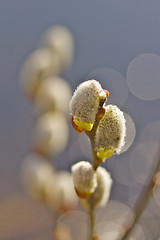 Image showing Willow flower