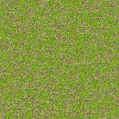 Image showing Tender Spring Grass. Seamless TileableTexture.