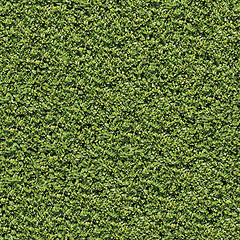 Image showing Laurel Bush. Seamless Tileable Texture.