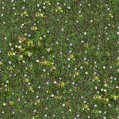 Image showing Spring Lawn with Asters. Seamless TileableTexture.