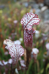 Image showing Trumpet Pitcher Micrscopic hairs on lid