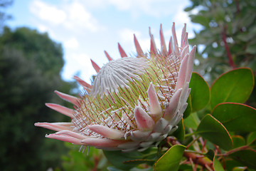 Image showing Giant King Protea