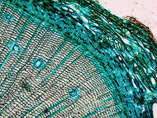 Image showing Pine Wood micrograph