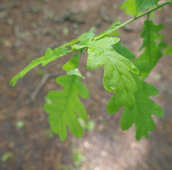 Image showing An oak tree leaf