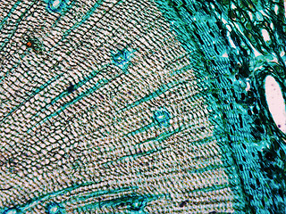 Image showing Pine Wood micrograph