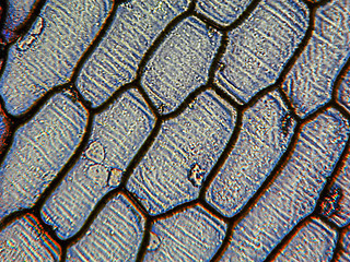 Image showing Onion epidermus micrograph