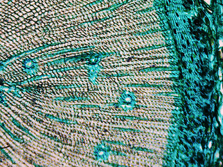 Image showing Pine Wood micrograph