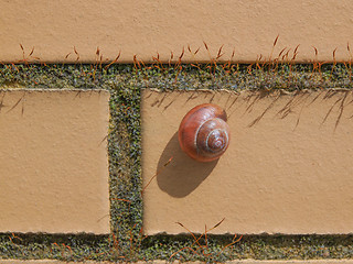 Image showing Slug snail