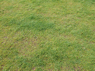 Image showing Meadow grass