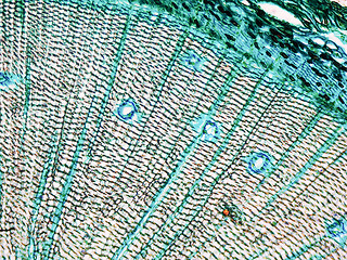 Image showing Pine Wood micrograph