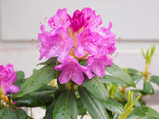 Image showing Pink Azalea flower