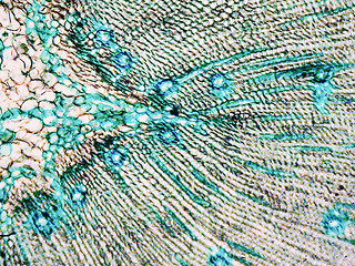 Image showing Pine Wood micrograph