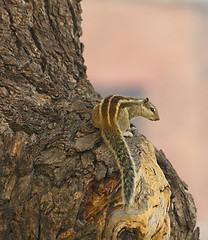 Image showing Chipmunk